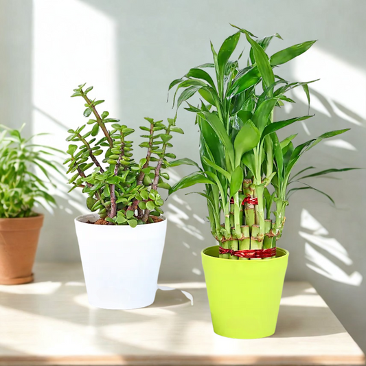 Bamboo & Jade Plant Set