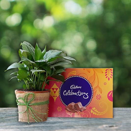 Beautiful Peace Lily Plant & Cadbury Chocolates