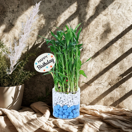 Birthday Bamboo Bliss Duo