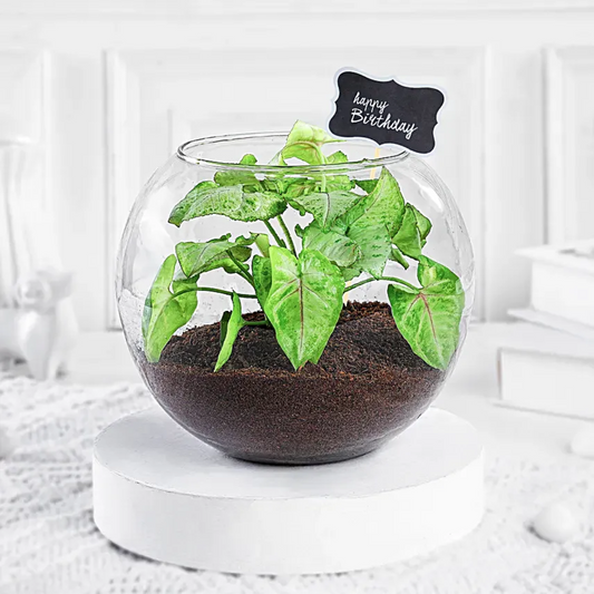 Birthday Special Syngonium Plant