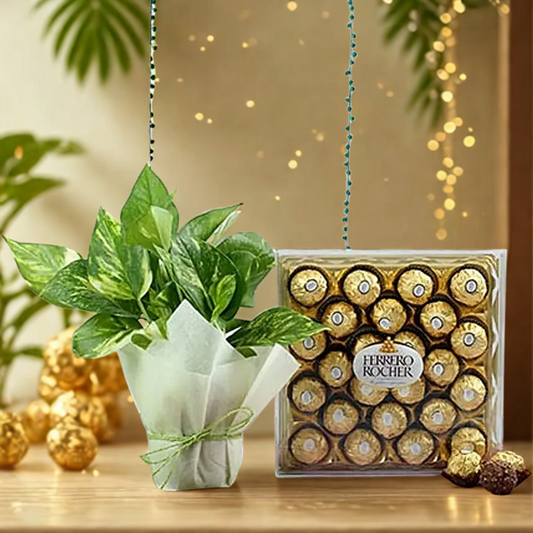 Ferrero Rocher N Money Plant Combo