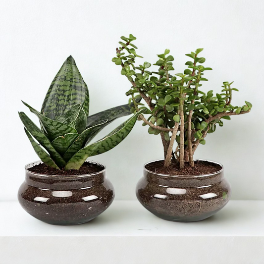 Green Sansevieria & Jade Plant In Potpori Bowls