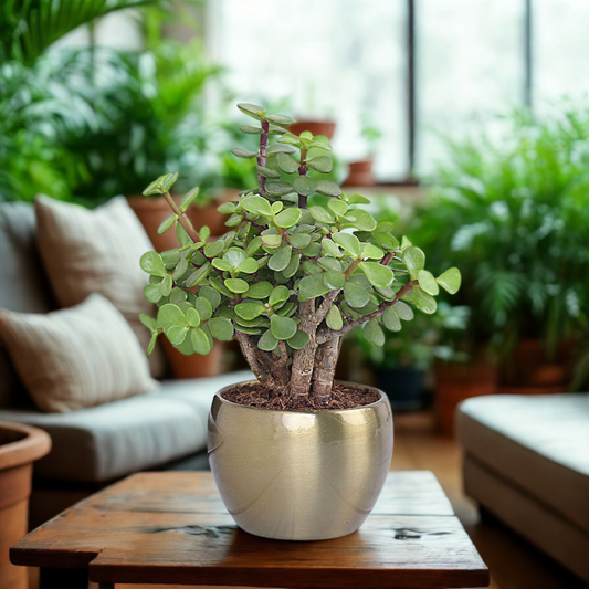 Jade Plant In Gold Tone Metal Pot