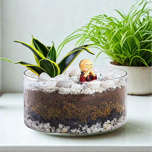 Milt Sansevieria Plant Round Thali Terrarium