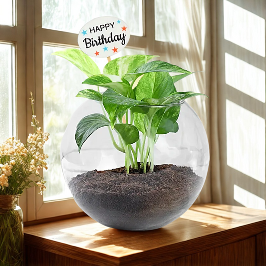 Money Plant Blossom Delight