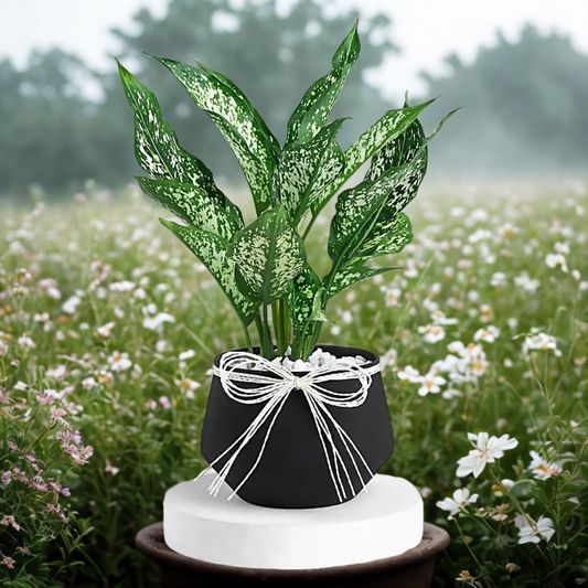 Timeless Green Aglaonema Charm